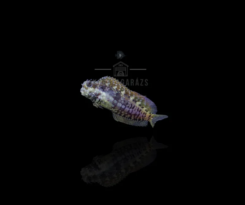 Salarias Fasciatus